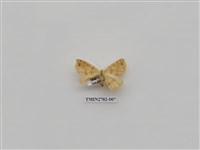 藏品(尺蛾247)的圖片